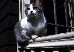 Puffy cat